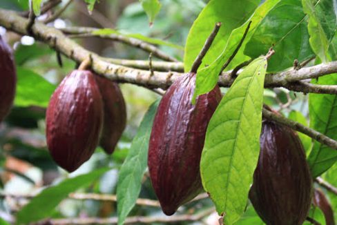 saotome-kebo-plantacao-cacao-47ha-003