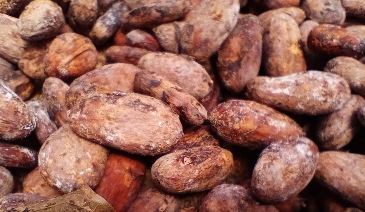 saotome-kebo-plantacao-cacao-47ha-004