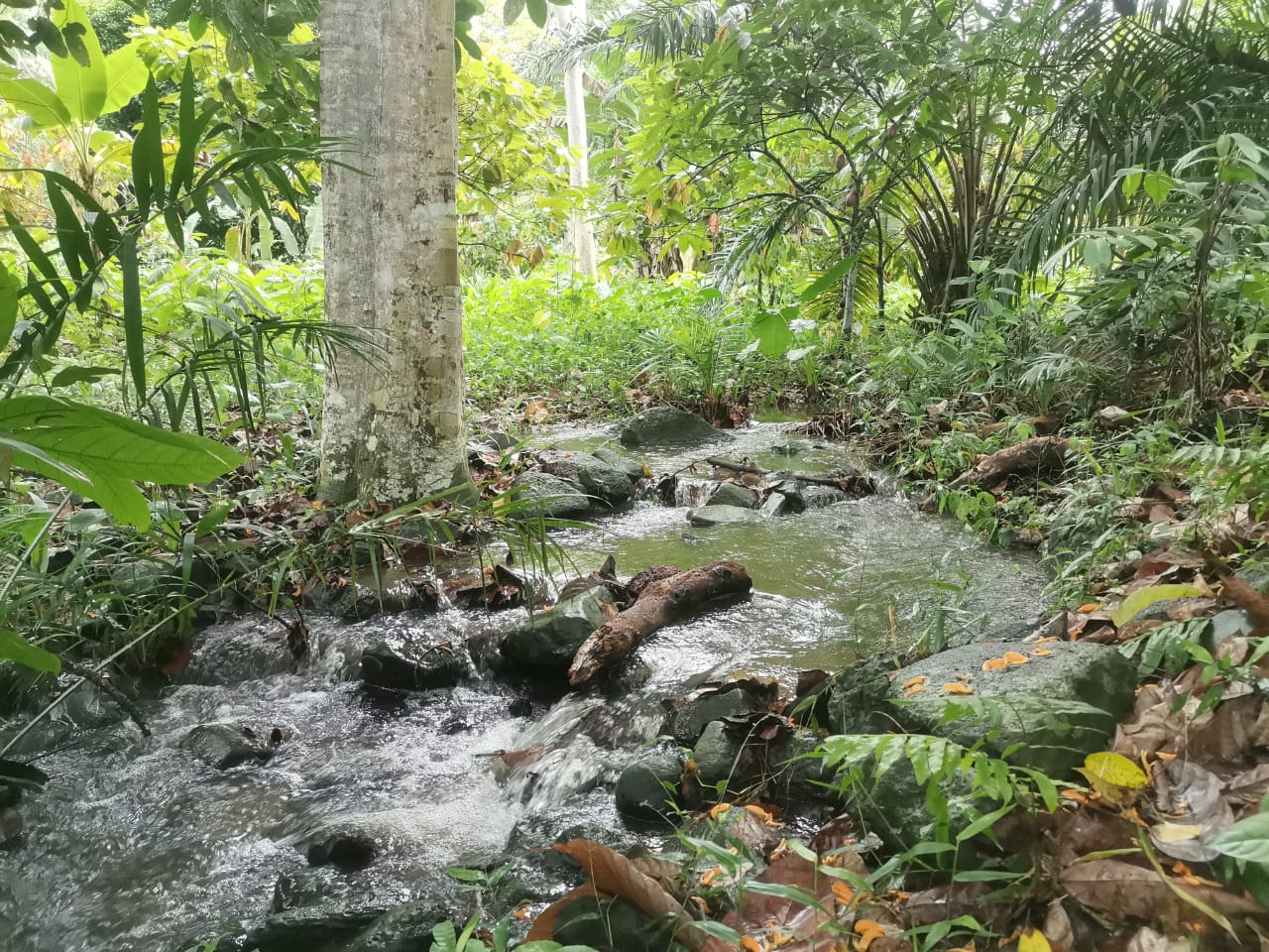 TER101 Plantation de cacao de 8 hectares dans la zone de Santo António – proche de la ville