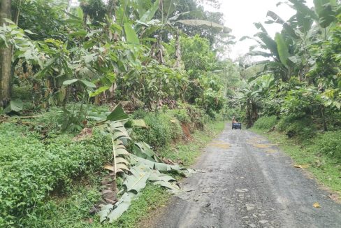 TER101 Plantação de cacau de 8 hectares na zona de Santo António 010