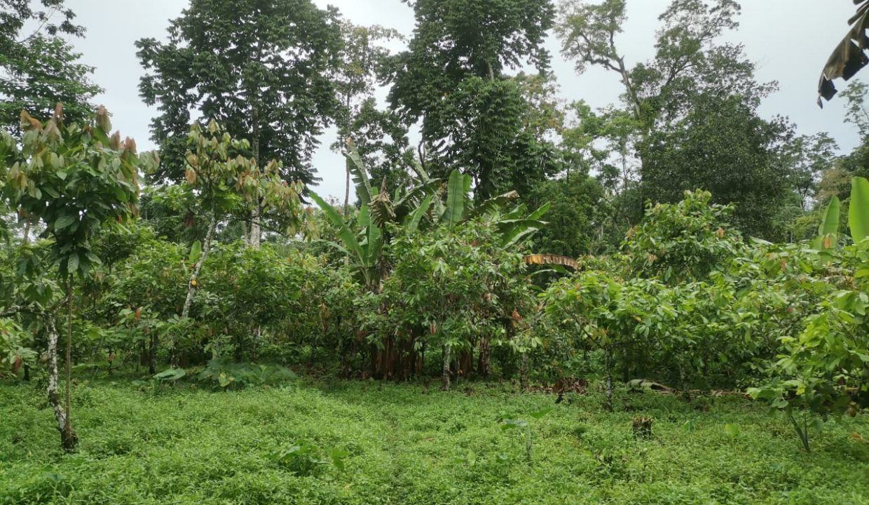 TER101 Plantação de cacau de 8 hectares na zona de Santo António 020