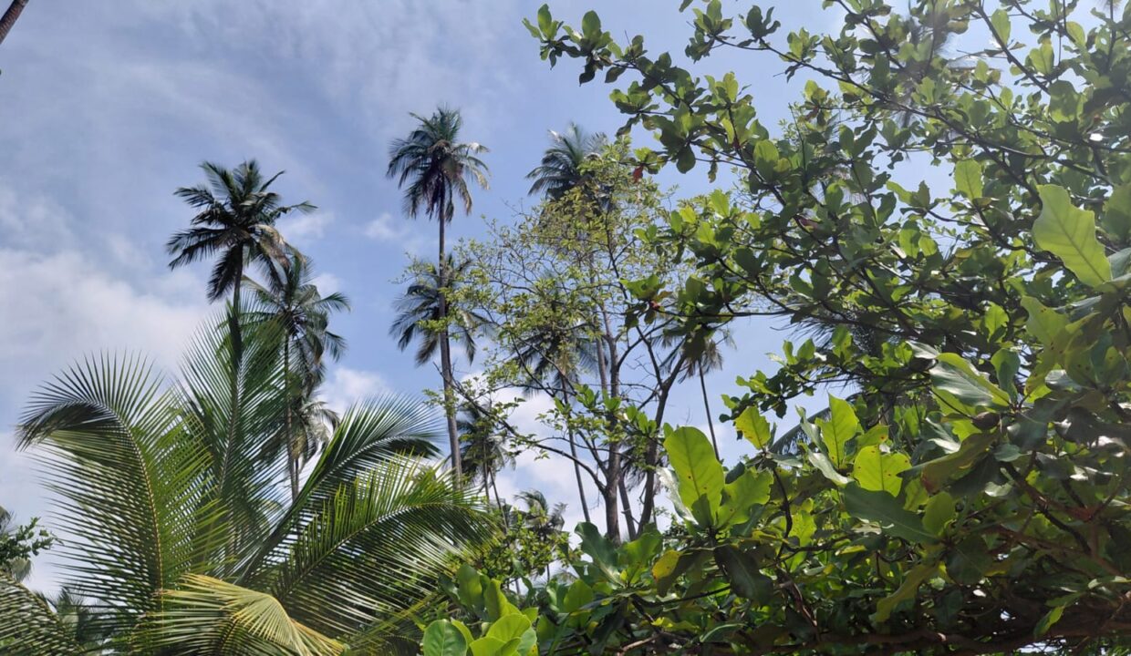 sao-tome-beo-praia-juventude terreno-1 ha- (4)