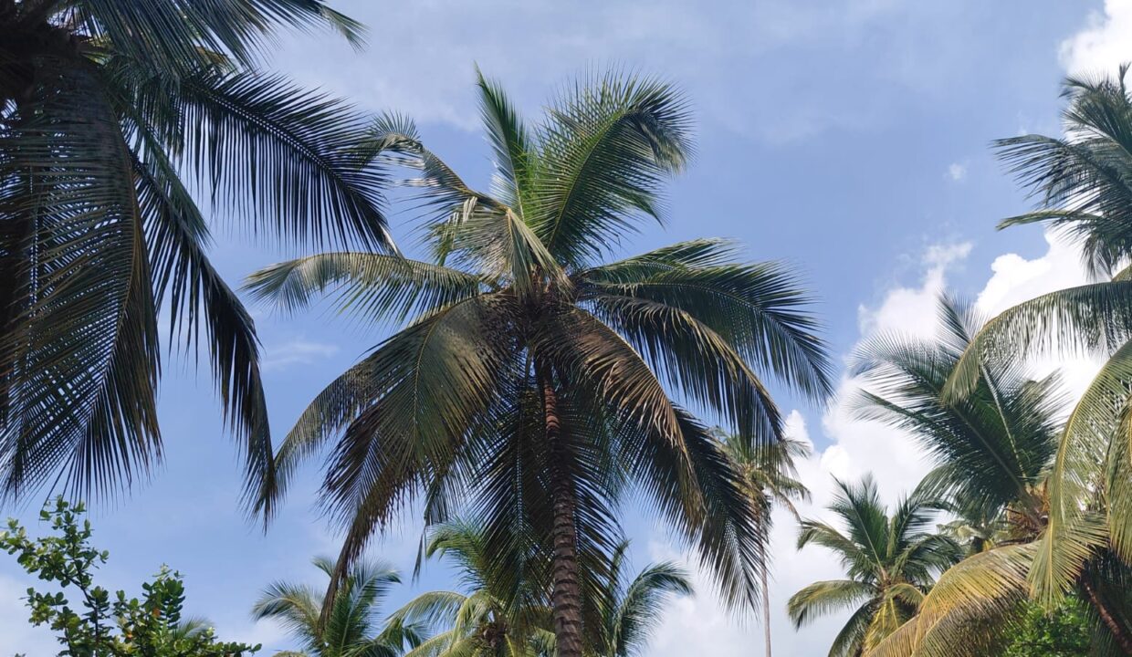 sao-tome-beo-praia-juventude terreno-1 ha- (6)