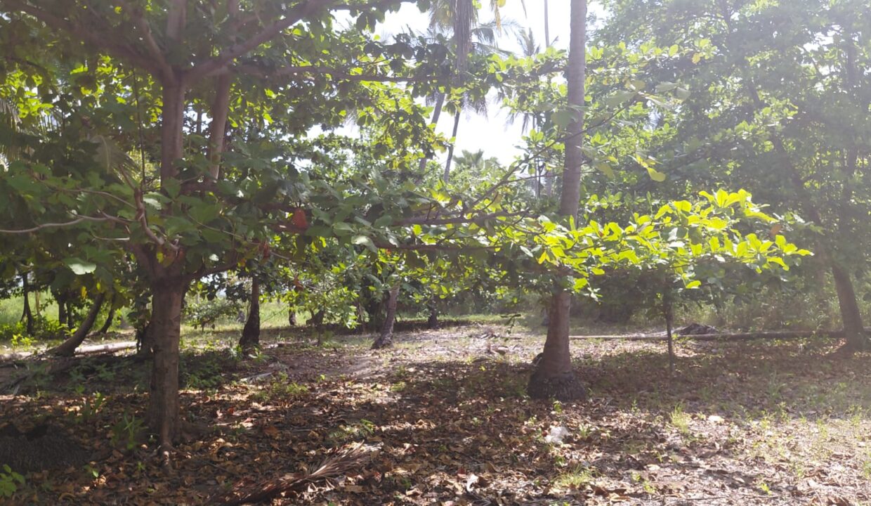 sao-tome-beo-praia-juventude terreno-1 ha- (9)